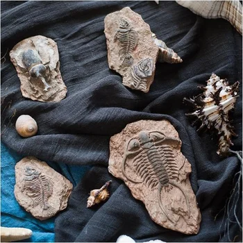 Хладилници от серията Праисторическо Fossil с риба кост, художествена морски живот, декоративни орнаменти от смола, декорация на дома